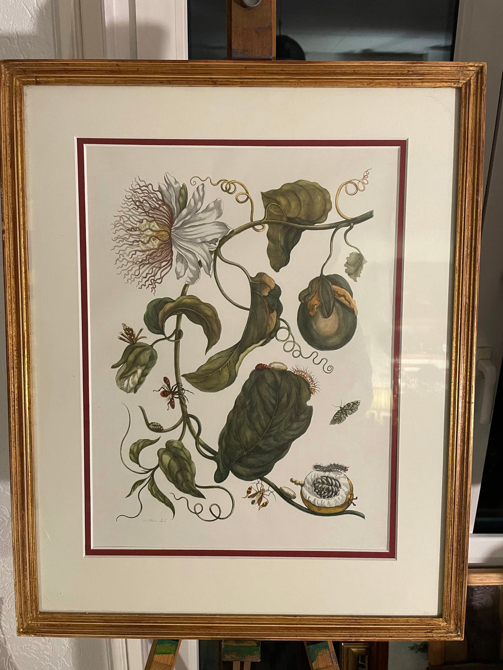 Maria Merian 3x print